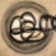 Illustration for article titled Scientists Make Stem Cells From Human Eggs